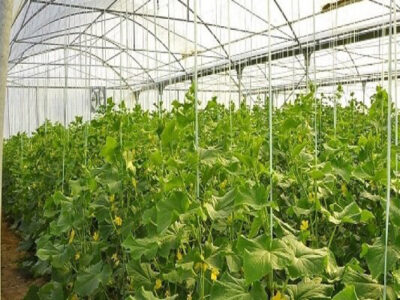 چشمانداز ۳ ساله برای افزایش ۱۰۰۰ هکتاری سطح گلخانههای آذربایجان شرقی