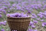 تولید زعفران در آذربایجان‌شرقی به سه تن می‌رسد