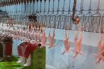 پلمب کشتارگاه طیور متخلف در آذربایجانشرقی