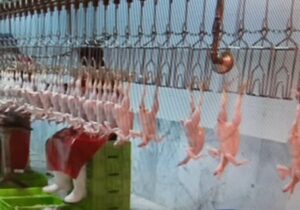 پلمب کشتارگاه طیور متخلف در آذربایجان‌شرقی