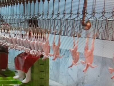 پلمب کشتارگاه طیور متخلف در آذربایجان‌شرقی